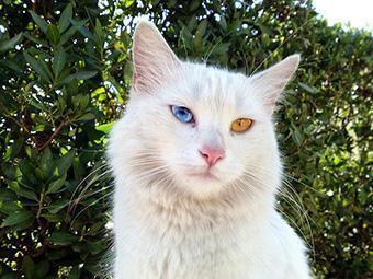名贵的宠物猫之一,你了解土耳其梵猫吗