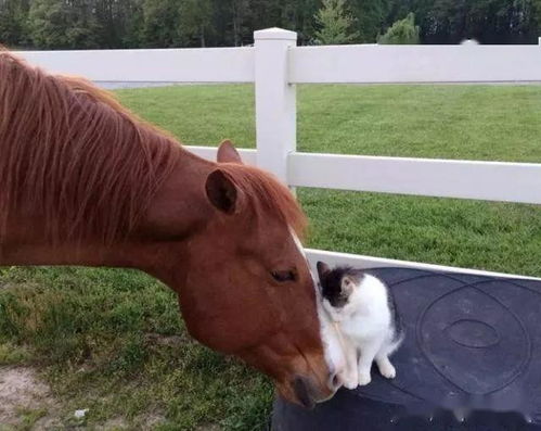 猫咪认了一位 马妈妈 ,它总爱趴在马背上,却让2只狗狗急眼了