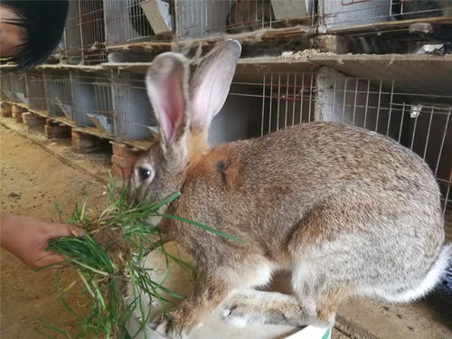 新民肉兔种兔幼苗哪家好养100只肉兔种兔一年赚多少钱