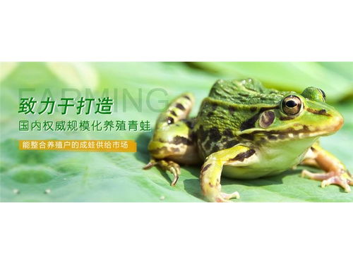 青蛙养殖技术要点,养蛙技术及销售方法