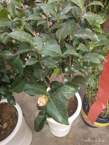 新种植的茶花叶干枯怎么办,    浇水过多：茶花喜欢湿润的环境，但过多的浇水会导致土壤积水，阻碍根部呼吸，导致叶子干枯[]