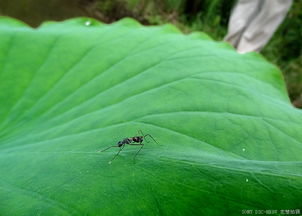 小花 小昆虫