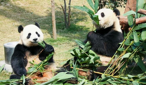 可爱呆萌的大熊猫 
