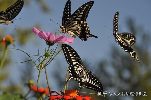 世界上寿命最长的蝴蝶 10个最吓人的蝴蝶照片