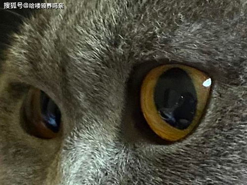 多少人经历过猫毛进眼睛里 猫咪没有眼睫毛,为什么眼睛不进猫毛