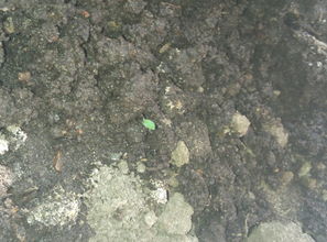 这么点的苗上就有虫卵,土里也有很多虫子,怎么办,是黑色的虫卵,花盆里 