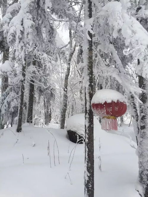 哈尔滨雪乡旅游攻略冬日童话哈尔滨雪乡旅游全攻略