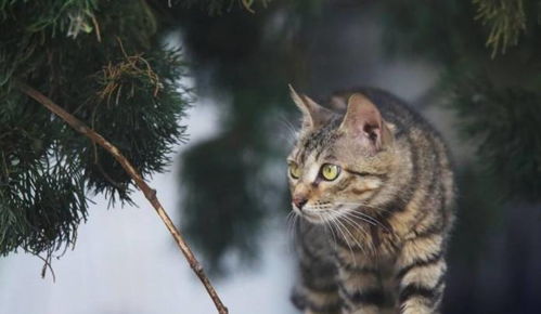 狸花猫的优点与缺点,能忍受这些缺点再考虑养它