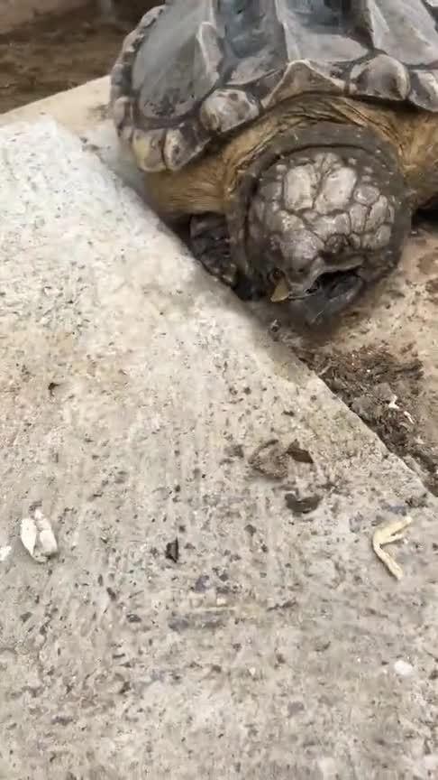 大鳄龟的咬合力有多强咬合力最高可达450公斤,真是名不虚传 