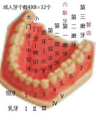 人一生要长多少颗牙 有些什么牙 