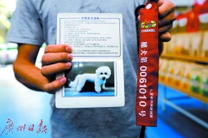广州最严养犬执法 满月 逾八千狗狗持新证上街 
