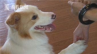 养狗也要 规矩点 上海警方正在酝酿新对策