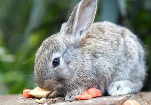 侏儒兔一般可以养多久,具体怎么养 
