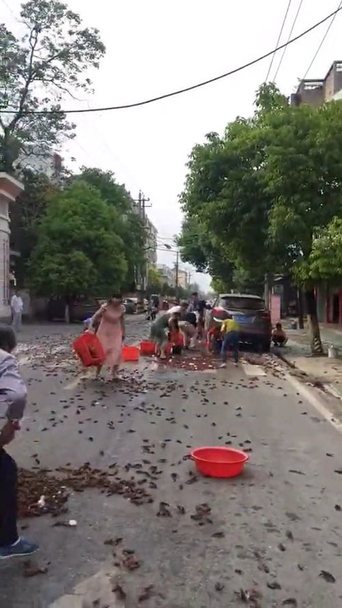 昨天晚上下暴雨,现在出门路上都是小龙虾,现在想出门都不行 