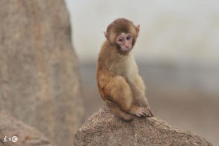 属猴人的一生宿命 尤其是1980年 37岁 的 金猴