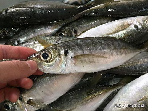 价格低廉的氨基酸,盘点市场上营养又美味,好吃又不贵的海鱼