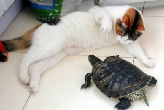 路上捡回一只小花猫,让家里两只乌龟当玩伴,看到这幕主人欣慰