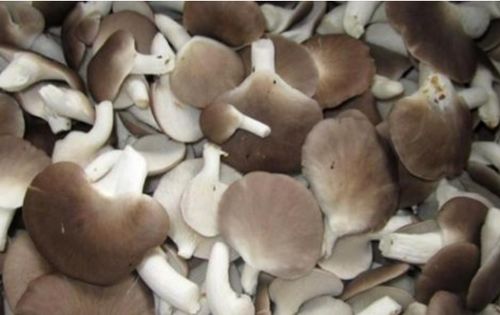 种植10000袋平菇利润 一万袋蘑菇投资多少钱能赚多少钱