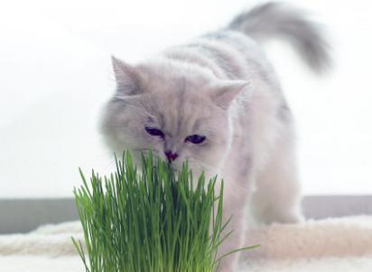 猫草是什么植物的种子(图4)