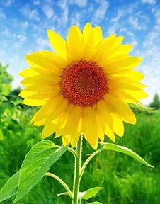 太阳花是不吉祥的花吗 太阳花风水上有忌讳吗