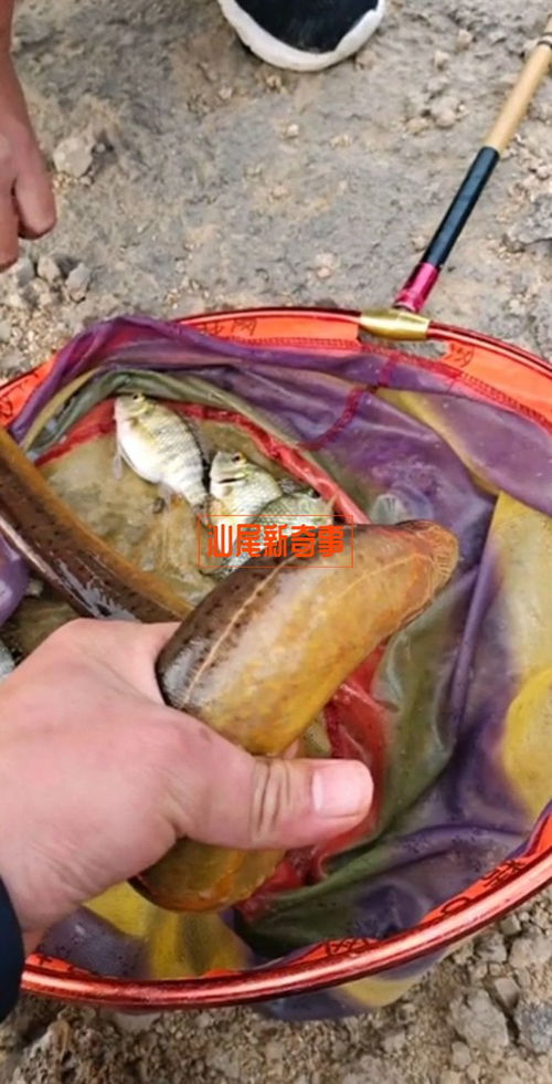 海丰街坊水库钓鱼钓到一条超级大黄鳝