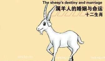 属羊人是什么命 十羊九不全,还是十羊九福全