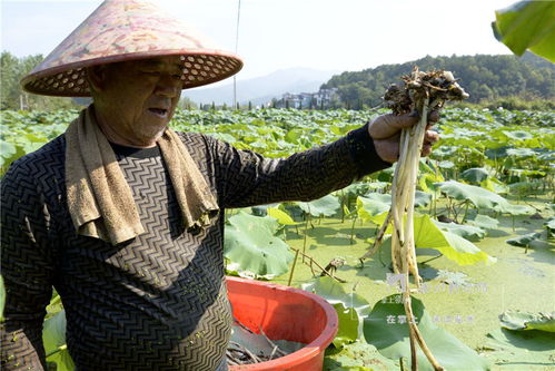 承包的水田种莲藕合理吗