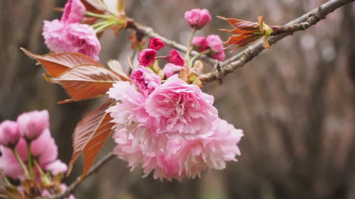 松月樱花语：春日里，感受日本最美的花语