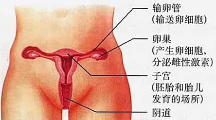 关于女人阴道的生理有哪些？