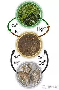 種植茶葉的自然條件是怎樣的種植茶葉什么土壤最合適