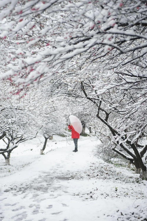 开工第一天,瑞雪兆丰年 给假期综合症的大家,来点美图提气