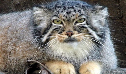 最怪的猫科动物之一 大小似猫却胖得不像样,性格比老虎还凶