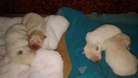 白白生了四只小白狗