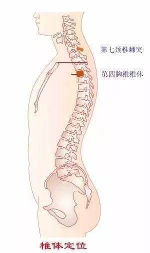 胸椎 颈椎 腰椎 骨棘突定位