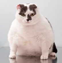 英国举办宠物减肥大赛 猫狗超重脑圆肚肥 