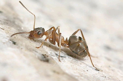 家里有蚂蚁怎么消灭