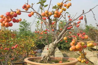 盆栽果树用什么盆栽好,十大稀有果树苗排名？