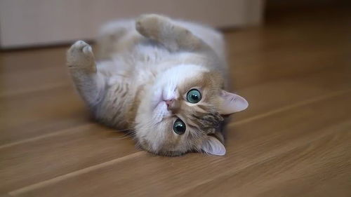就是喜欢躺在地板上的猫猫 