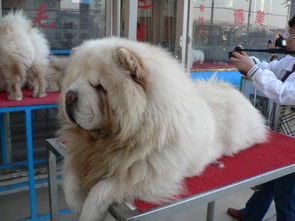 北京最大的狗市在哪里 