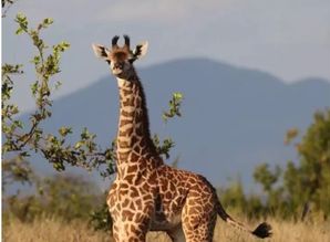 长颈鹿是国家几级保护动物 