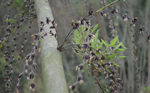 竹子几年扎根,后每天5米生长 竹子三年不长一夜千尺
