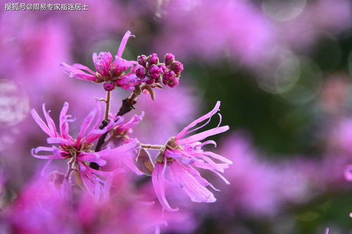 生肖属虎人2022年6月运势算命 不能好高务远,不然会登的高 跌得惨