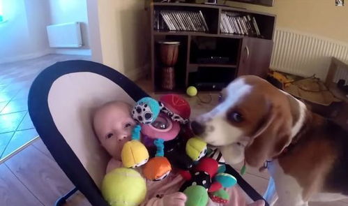 狗狗偷宝宝玩具怎么破 三步解决,让宝宝从小就当狗狗的小主人