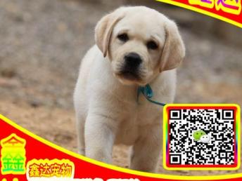 图 纯种健康拉拉犬 正规狗场签订协议 健康质保终身 北京宠物狗 