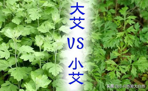 艾蒿是什么植物类别,艾蒿和艾绒的区别？