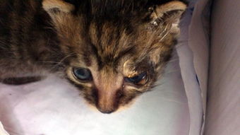 刚出生的小猫咪眼睛上皮肤得了 真菌性皮肤病 医生诊断 ,擦药无效,怎么办 