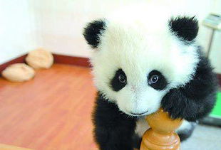急求真实的可爱熊猫图片