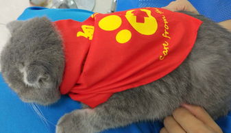 猫咪献血输血有要求 10个基础问题答疑