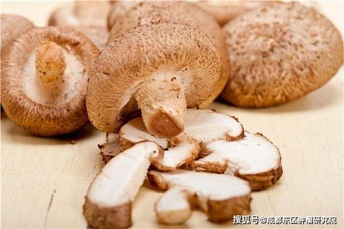 肝癌病人吃香菇有助抗癌吗 成都东区中医肿瘤研究院杨成平