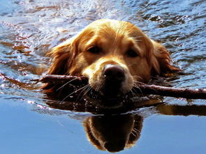 做梦梦见狗游泳是什么意思 周公解梦 